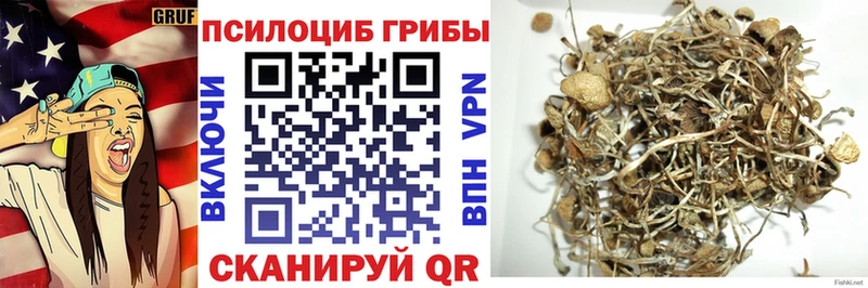 Купить где  Белая Холуница  Псилоцибиновые грибы мицелий 